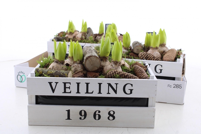 <h4>ARR HYACINTH</h4>