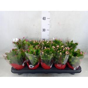 Schlumbergera   ...