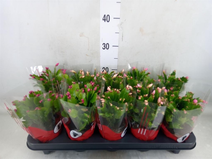 <h4>Schlumbergera   ...</h4>