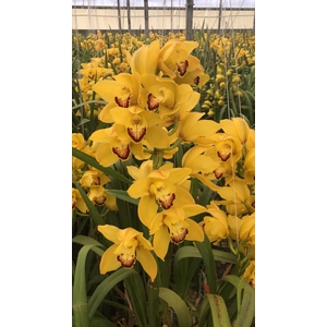Cymbidium 8/11 Yellow Bl pst