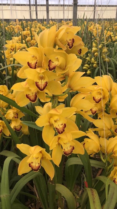 Cymbidium 12/15 Yellow BL pst