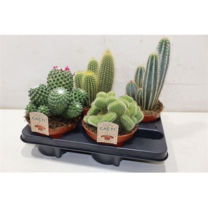 Cactus Gem