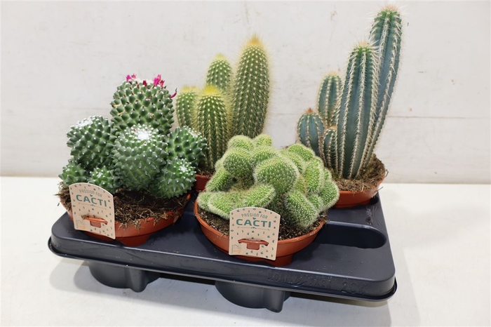 <h4>Cactus Gem</h4>