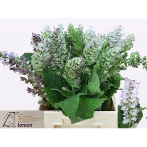 SALVIA SCL JOMI