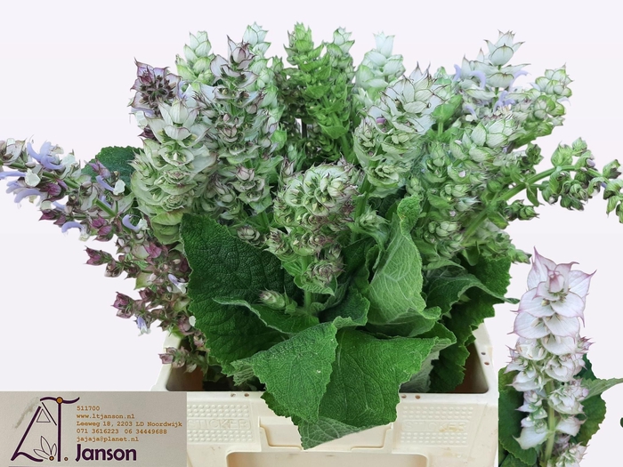 <h4>SALVIA SCL JOMI</h4>