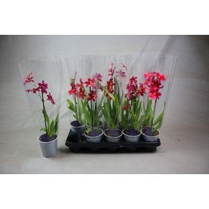 Cambria Nelly Isler 1T A2