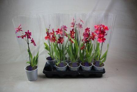 <h4>Cambria Nelly Isler 1T A2</h4>