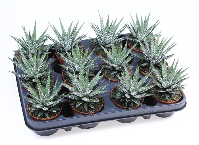 <h4>Haworthia fasciata Big Band AL8018</h4>