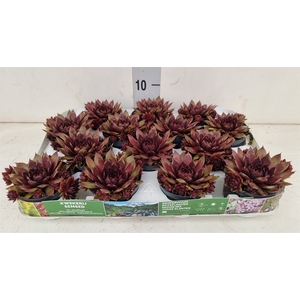 Sempervivum   ...