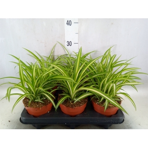 Chlorophytum com. 'Variegatum'