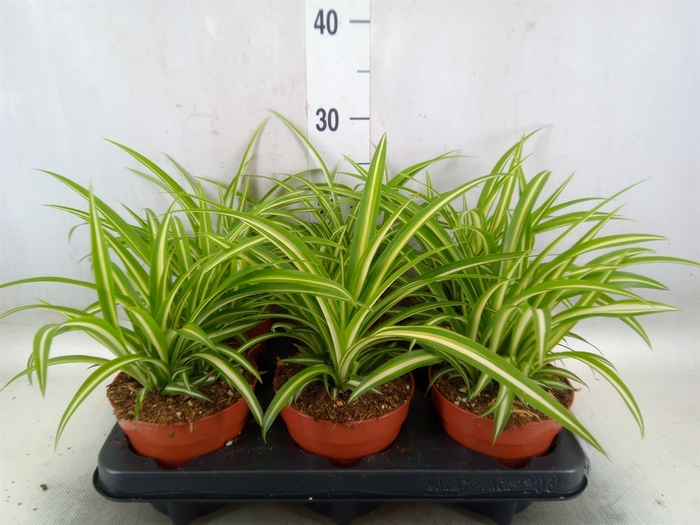 <h4>Chlorophytum com. 'Variegatum'</h4>