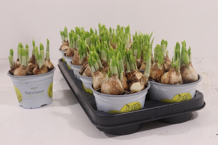 <h4>NARC O TETE A TETE</h4>