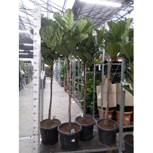 Ficus lyrata