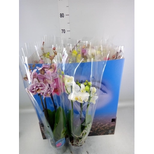 Phalaenopsis   ...mix  6