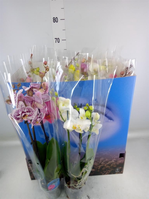 <h4>Phalaenopsis   ...mix  6</h4>