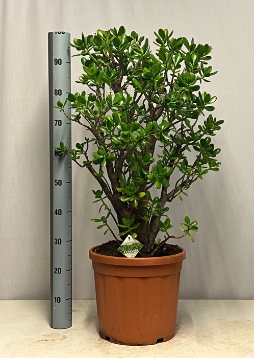 <h4>CRASS OVATA</h4>