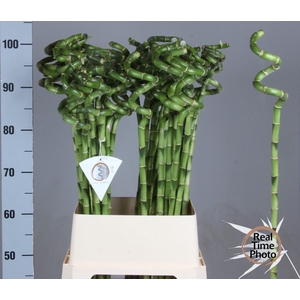 DRAC LUCKY BAMBOO