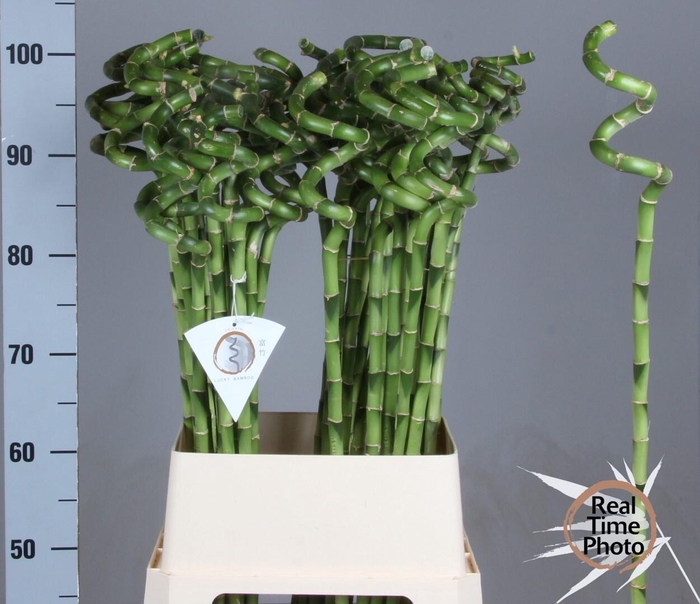 <h4>DRAC LUCKY BAMBOO</h4>