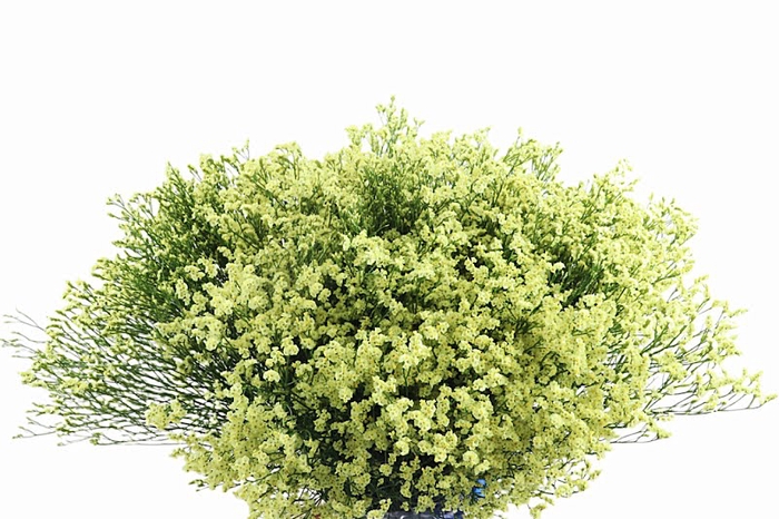 <h4>Limonium Yellow Diamond</h4>