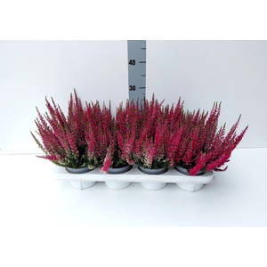 Calluna vulg. 'Beauty L Steffi'
