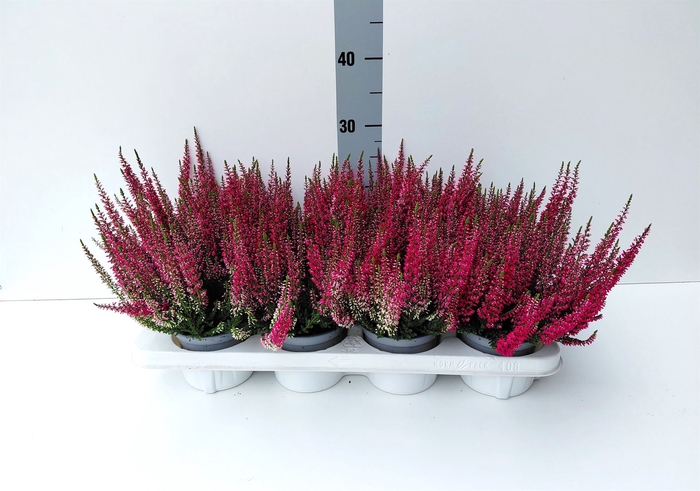 <h4>Calluna vulg. 'Beauty L Steffi'</h4>