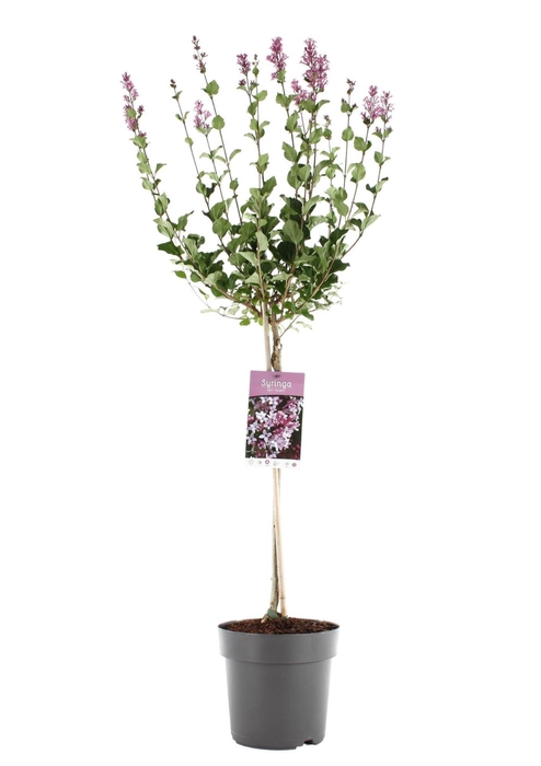 Syringa meyeri Palibin