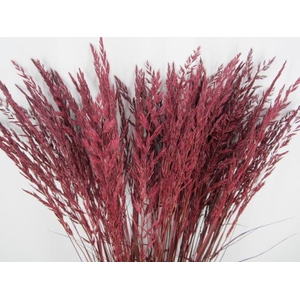 Calamagrostis Brachy Dark Ceri