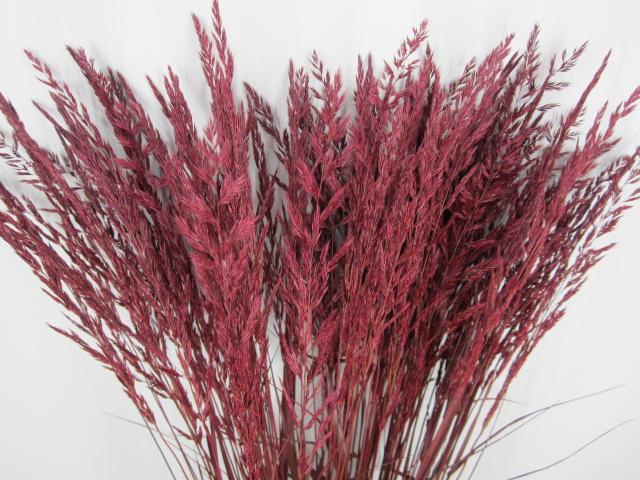 <h4>Calamagrostis Brachy Dark Ceri</h4>