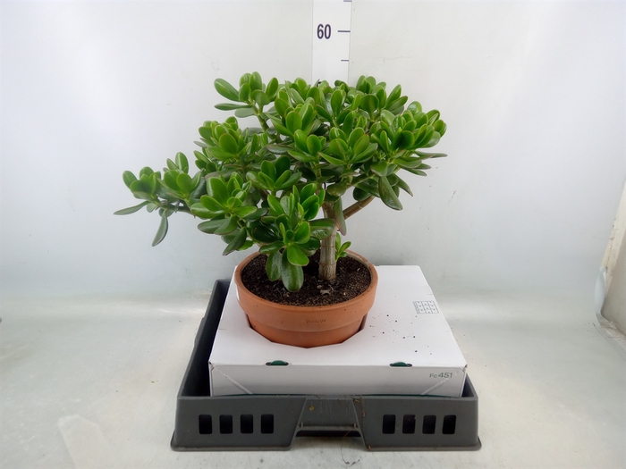 <h4>Crassula ovata</h4>