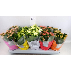 Kalanchoe blos. 'Perfecta'  ..mix 5