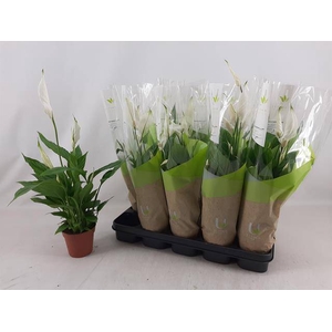 SPATH TORELLI