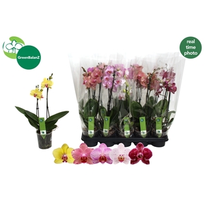 PHAL GEM 5 KL