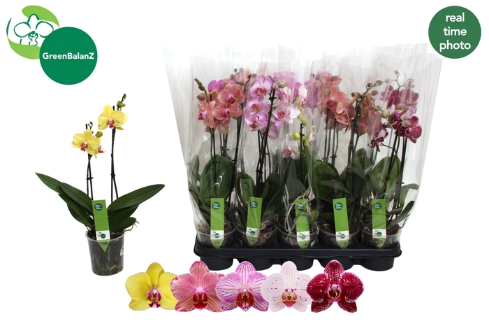 <h4>PHAL GEM 5 KL</h4>