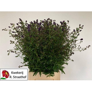 Aconitum sparks variety