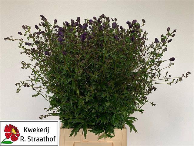 <h4>Aconitum sparks variety</h4>