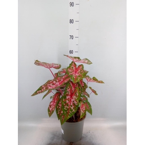 Caladium   ...