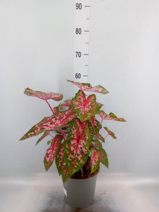 <h4>Caladium   ...</h4>