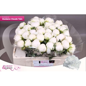 Paeonia Madame Claude Tain | Xxl