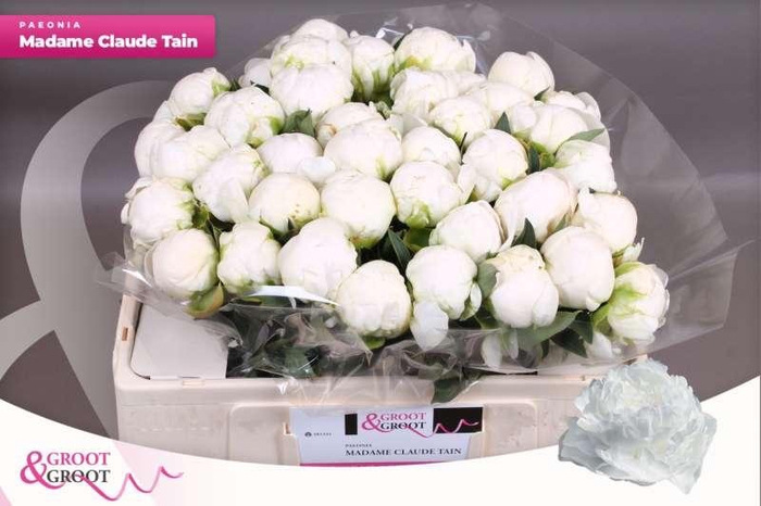 <h4>Paeonia Madame Claude Tain | Xxl</h4>