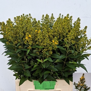 LYSIM VULGARIS