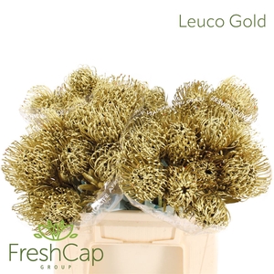 Leuco (klbh) Gold