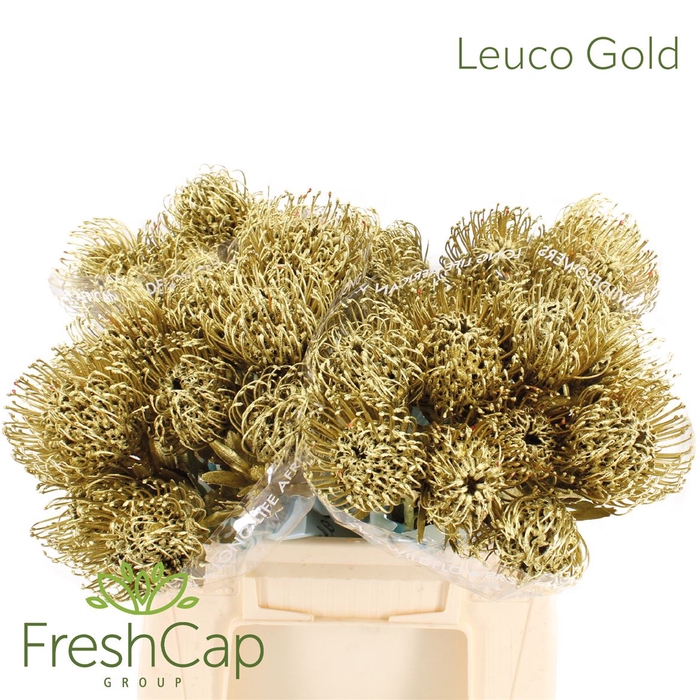 <h4>Leuco (klbh) Gold</h4>