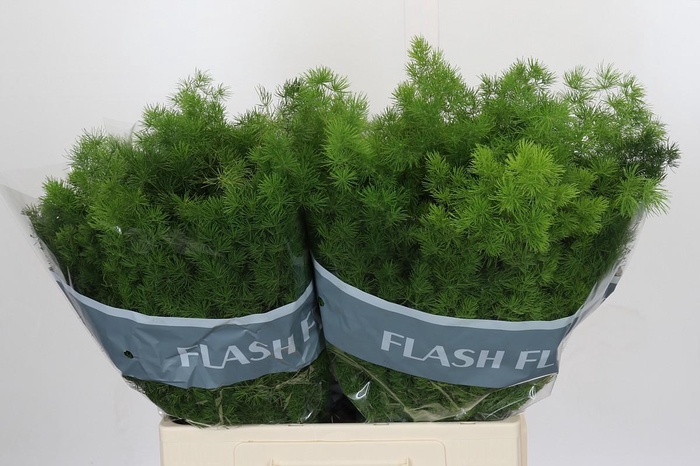 <h4>Asparagus Umbellatus</h4>