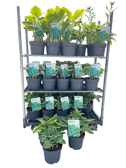 <h4>HOST X FORTUNEI</h4>