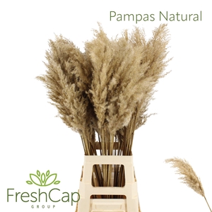 Pampas Natural