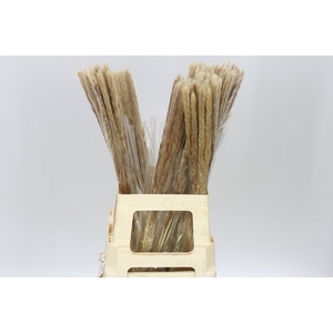 Dried Cortaderia Fluffy Naturel
