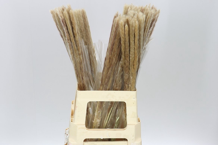 <h4>Dried Cortaderia Fluffy Naturel</h4>