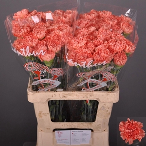 Dianthus st Tamarind