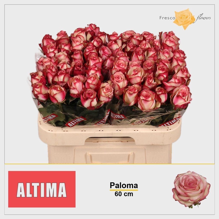 <h4>Rosa large paloma</h4>