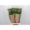 Freesia One XXL Blue